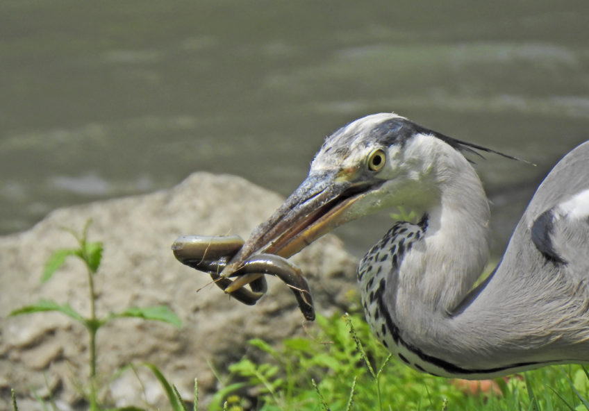 Airone cenerino - Grey Heron (Ardea-cinerea). Photo by Andrea Senese