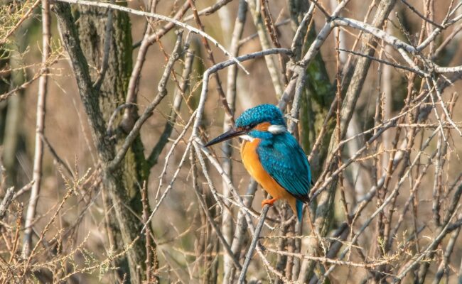 Martin pescatore - Common Kingfisher (Alcedo atthis). Photo by Doriano Spinelli