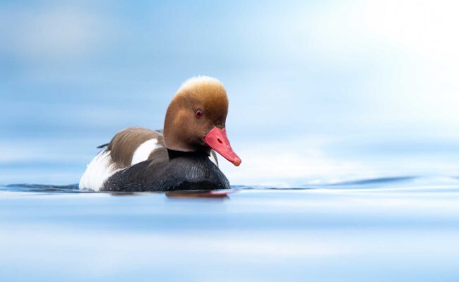 Fistione turco - Red-crested Pochard (Netta rufina). Photo by Francesco Simonetta