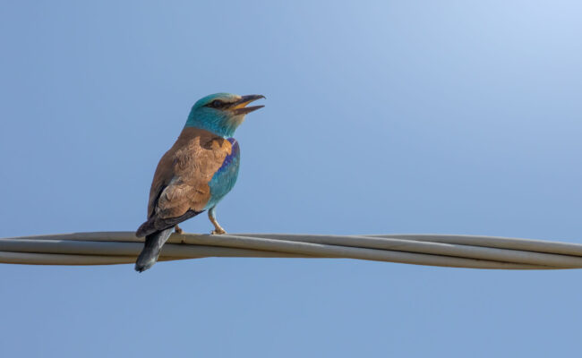 Ghiandaia marina - European Roller (Coracias garrulus). Photo by Francesco Simonetta