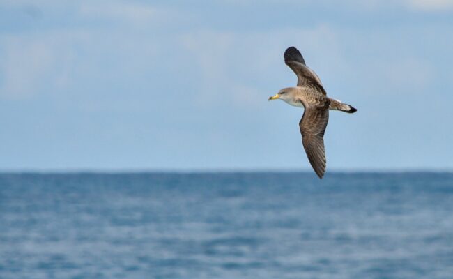 Berta maggiore - Scopoli's Shearwater (Calonectris diomedea). Photo by Catherine Pilke